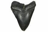 Fossil Megalodon Tooth - South Carolina #172256-1